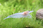 Snow Amanogarnele - Caridina multidentata "snow"