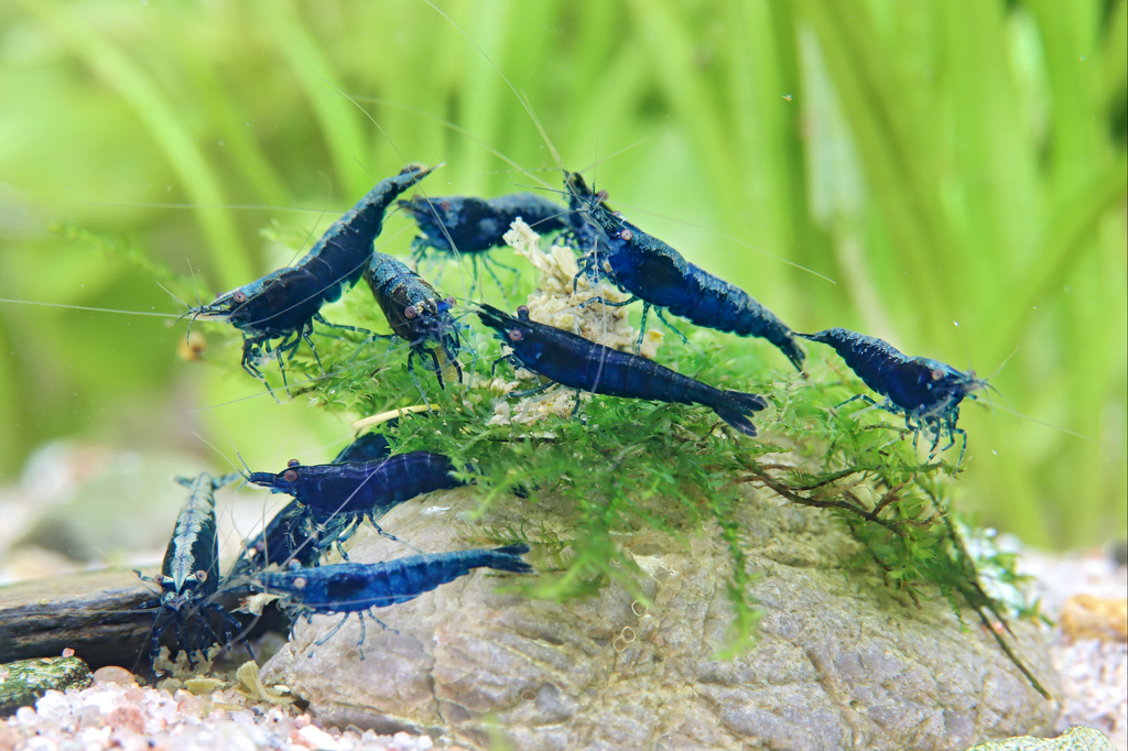 Zwerggarnele „Sapphire“ – Neocaridina davidi in intensiver Blauvariante