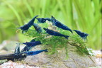 Zwerggarnele „Sapphire“ – Neocaridina davidi in intensiver Blauvariante