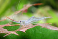 Rote Nashorngarnele - Caridina gracilirostris