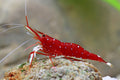 Caridina dennerli (Lake Matano) – Sulawesi „Matano Blue Dot“