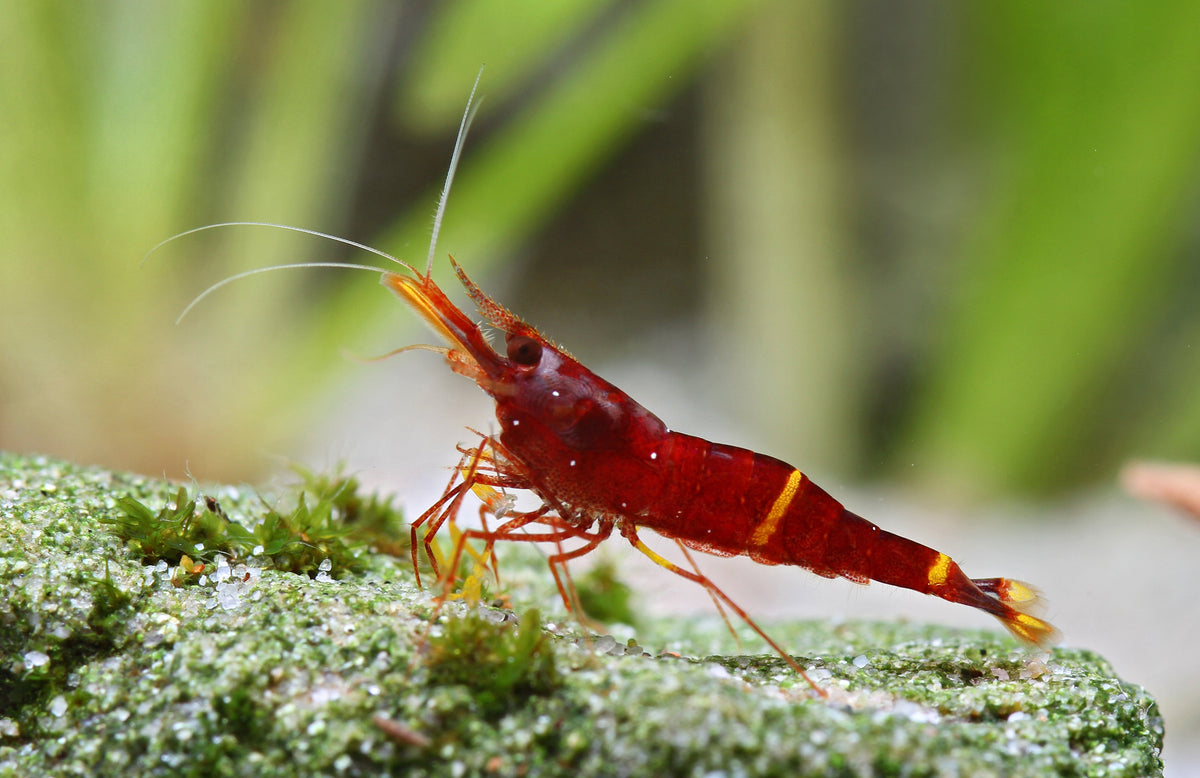 Sulawesi Blossum red - Caridina sp. (Lake Towuti)