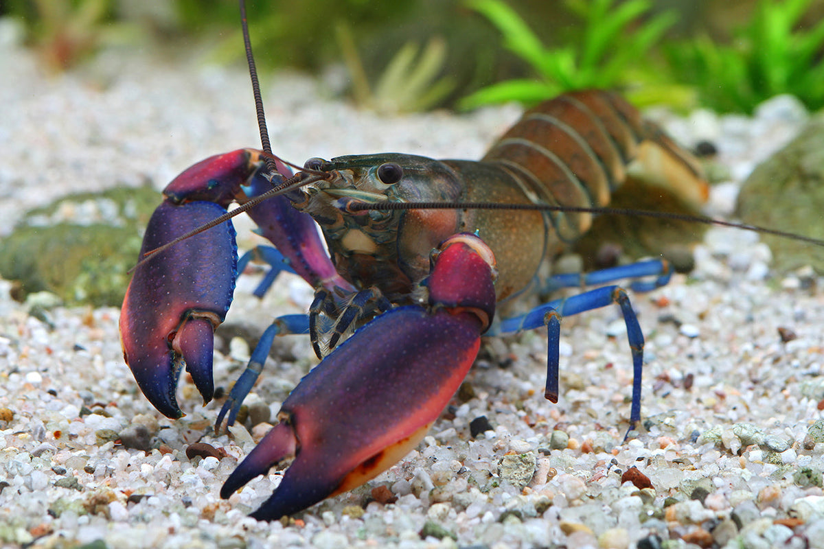 Cherax boesemani – Krebs „Kambuaya Creek Red Claw“