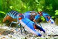 Cherax alyciae – Krebs „Blue Kong Red Claw“