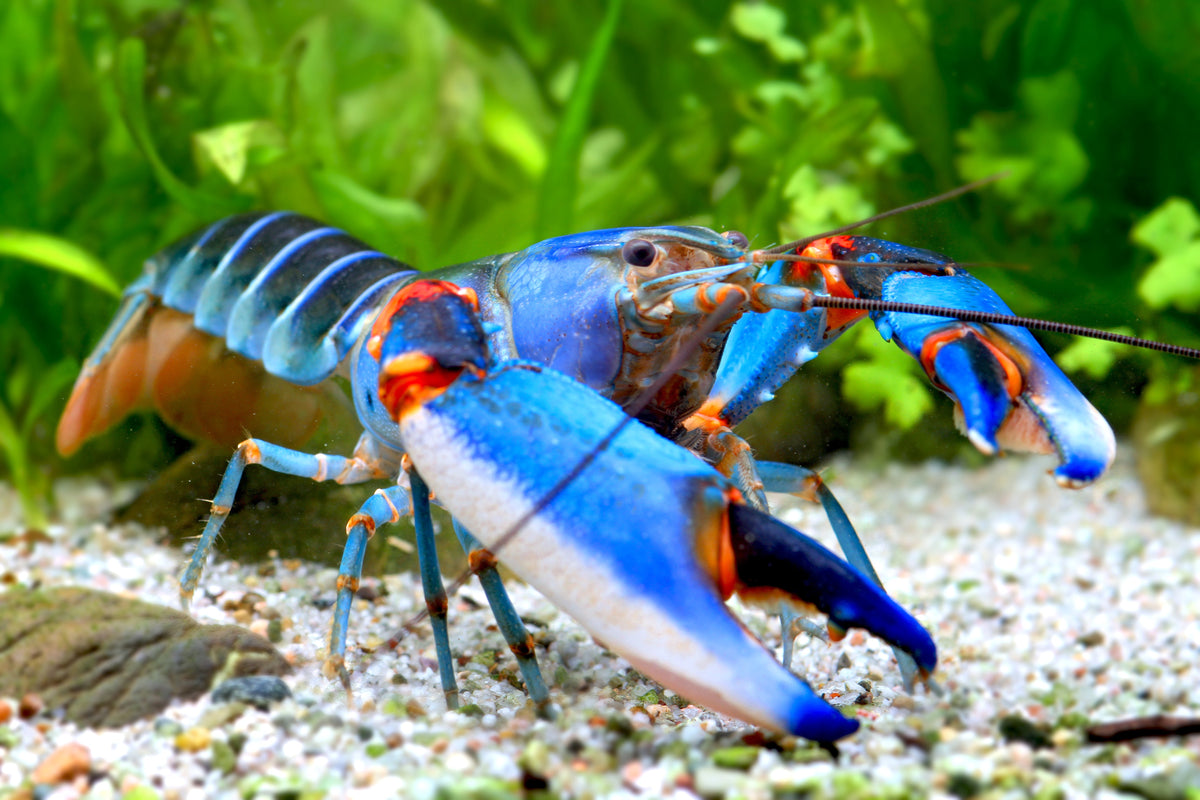 Cherax alyciae – Krebs „Blue Kong Red Claw“