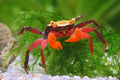 Vampirkrabbe „Mandarin“ – Geosesarma notophorum | Farbenfrohe Landkrabbe für Paludarium & Tropenterrarium