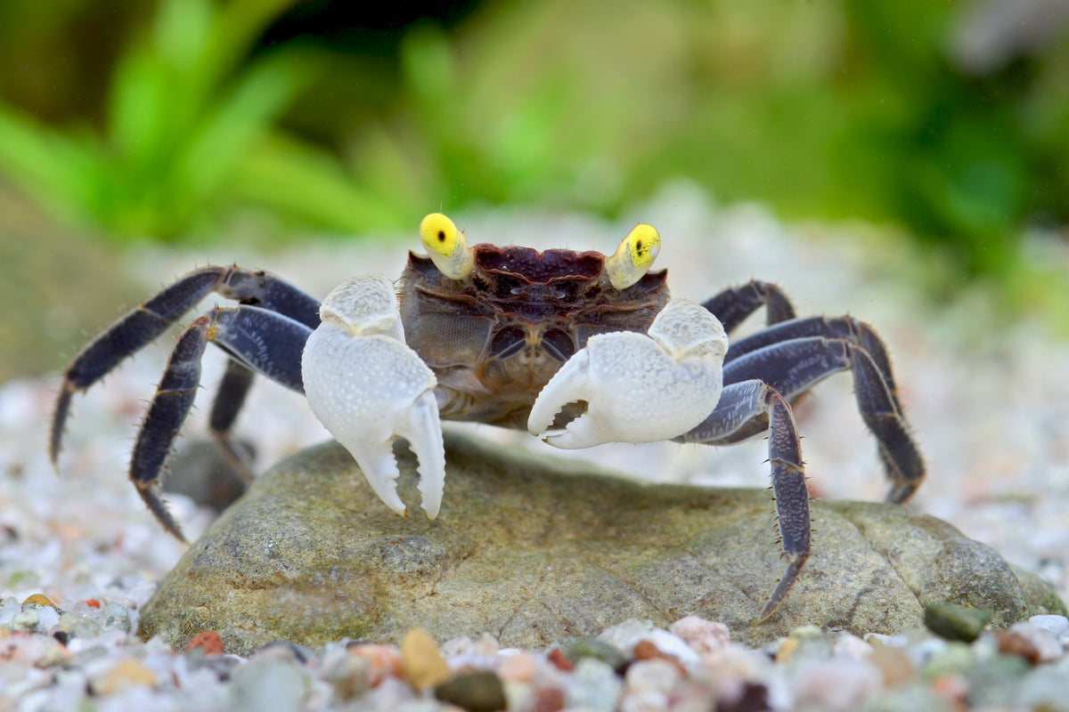 Vampirkrabbe „Yellow Eye“ – Geosesarma spec. | Seltene Landkrabbe für Paludarium &Terrarium