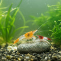Rili Garnelen Mix  - Neocaridina davidi "Rili" 10 Stück