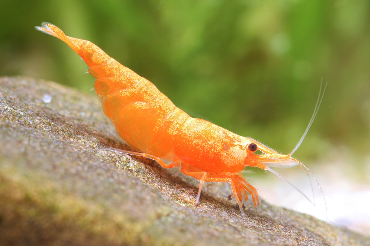 Sunkist Sakura Zwerggarnele Neocaridina Davidi