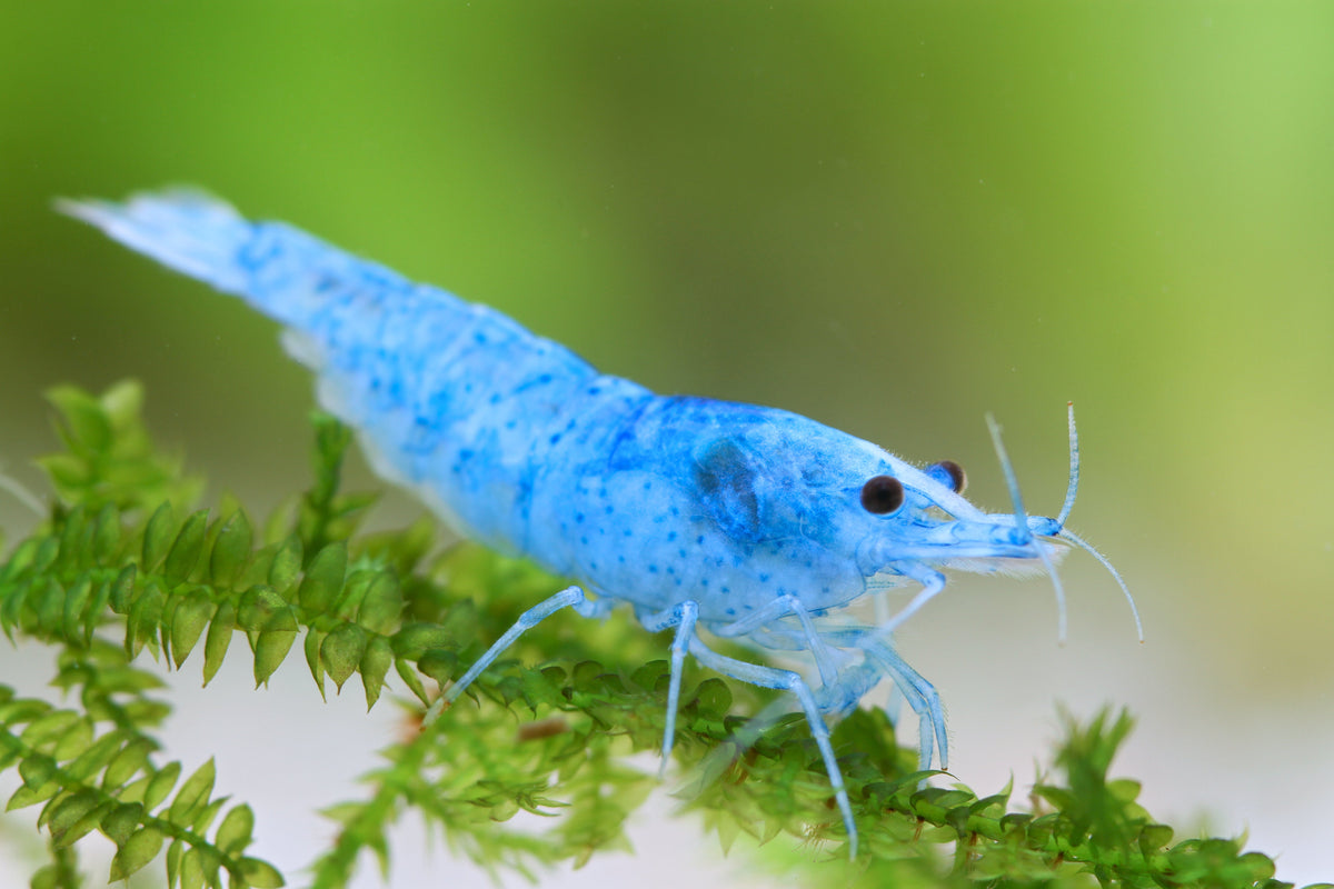 Blue Jelly Garnele - Neocaridina davidi High Great
