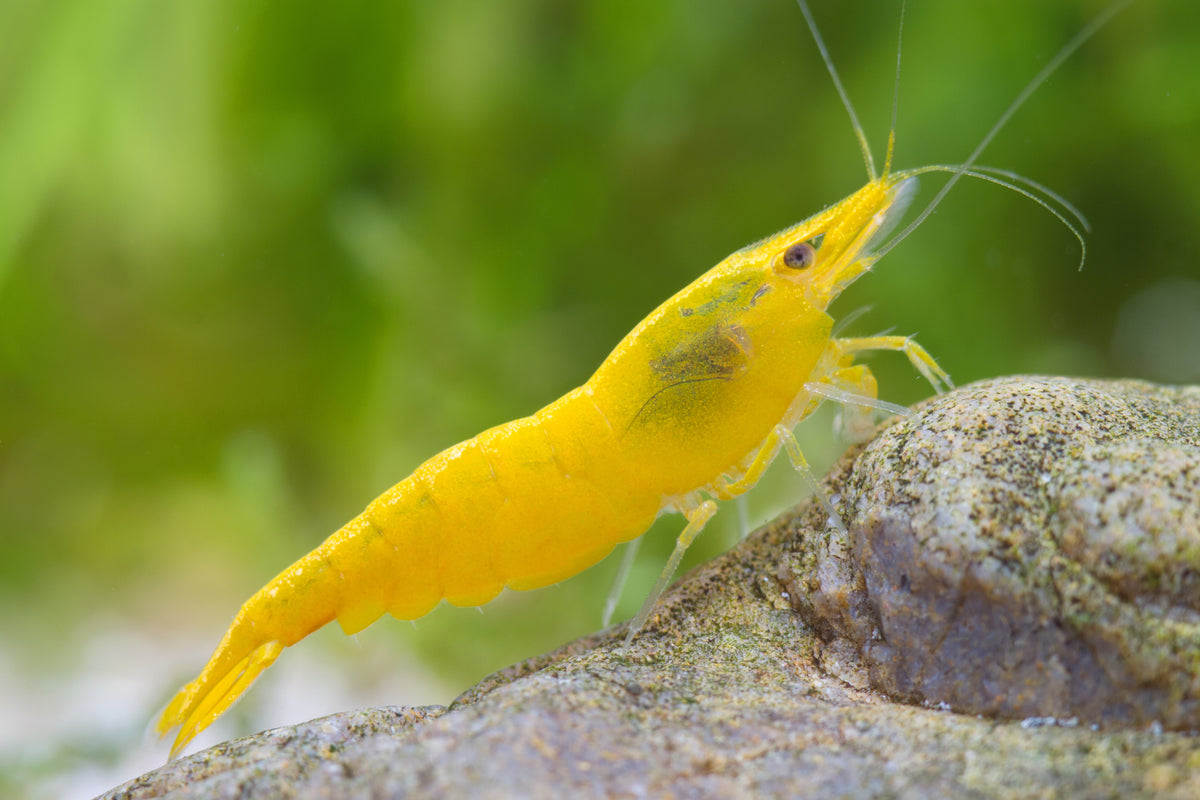 Yellow Fire Garnele - Gelbe Garnele - Neocaridina davidi "Yellow "