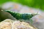Green Jade Garnele - Neocaridina davidi