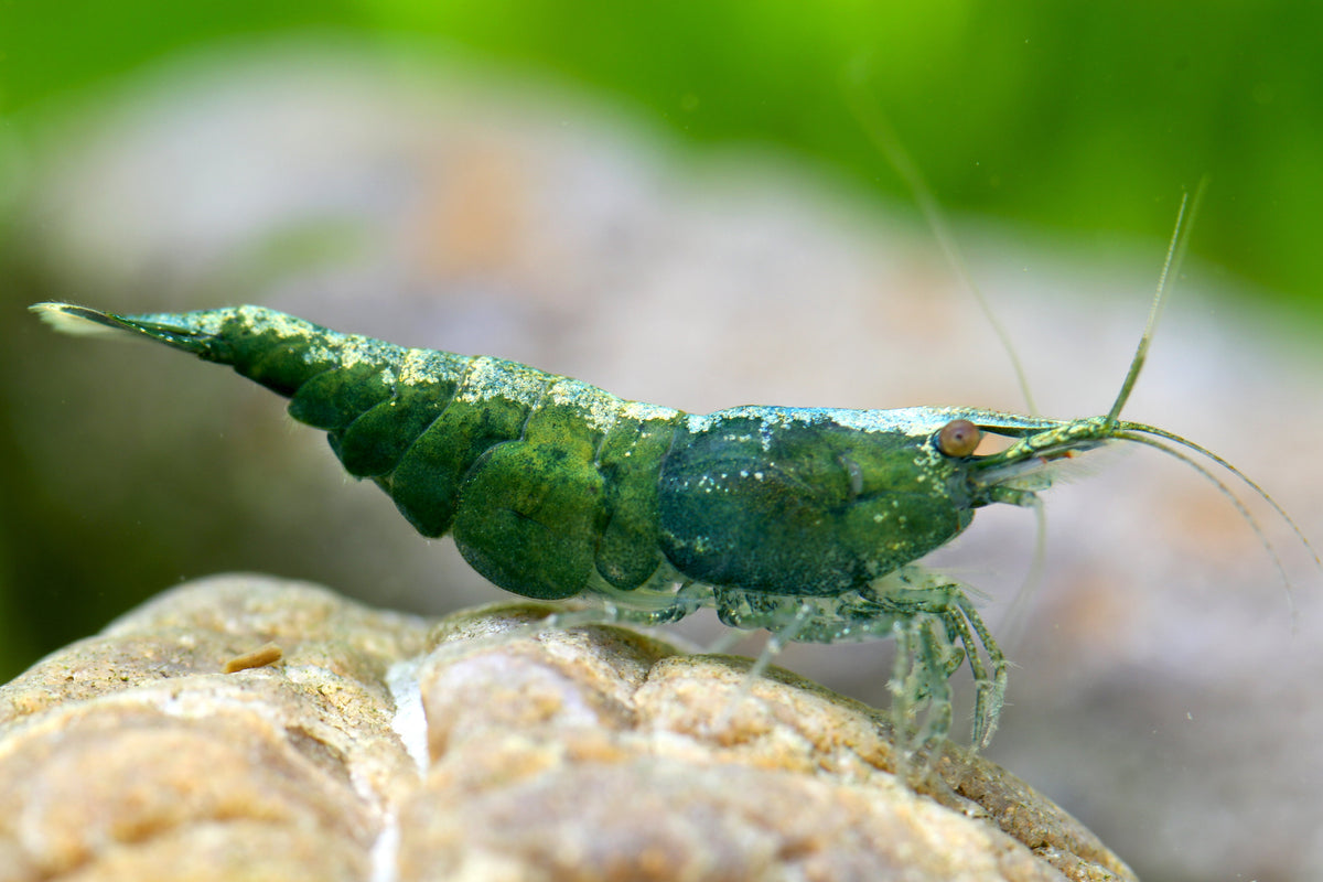 Green Jade Garnele - Neocaridina davidi