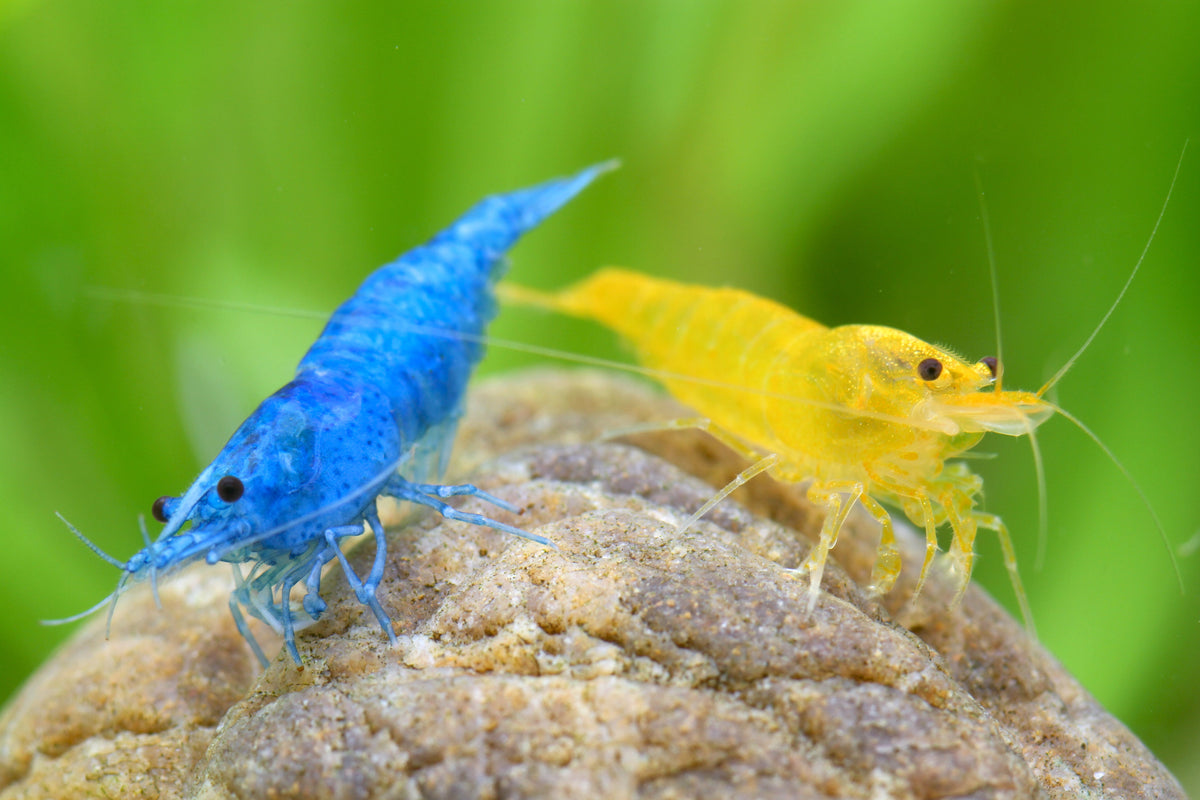 Blau / Gelber Mix 10 Stück - Neocaridina david