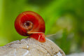 Orange-rote Posthornschnecke