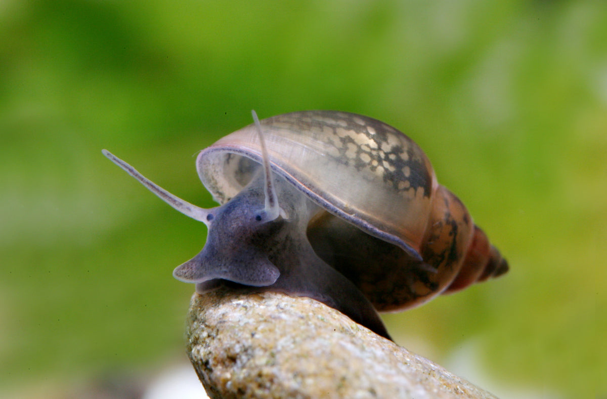Blasenschnecke - Physa sp.