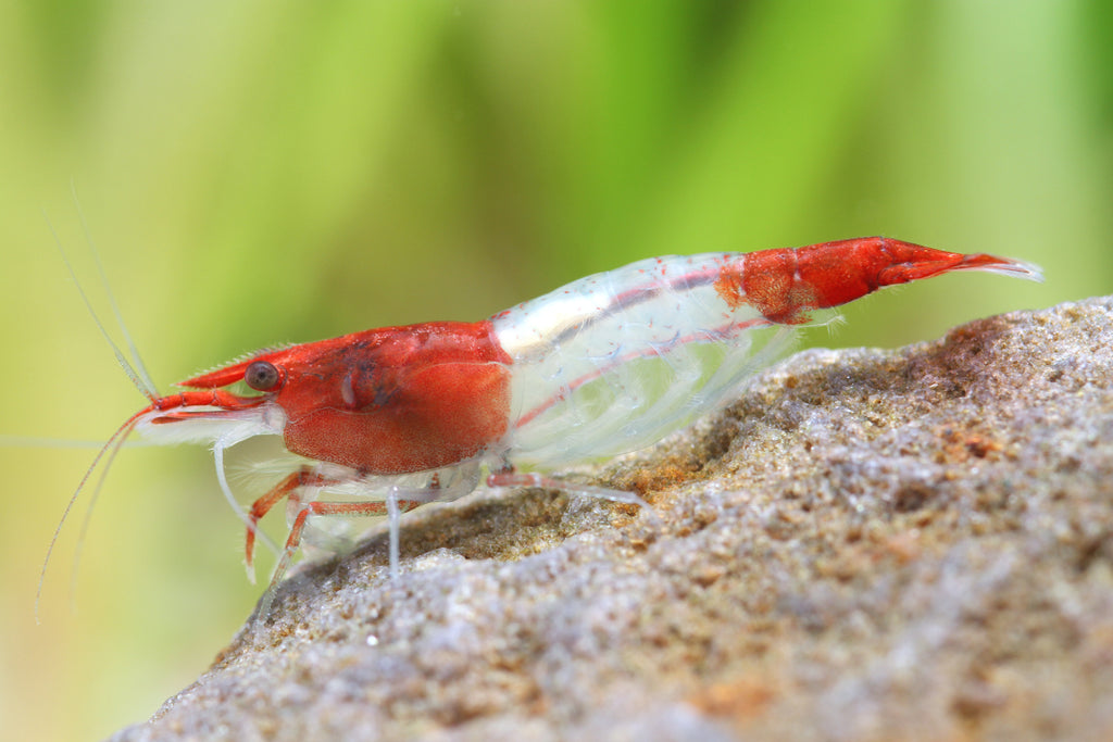 Red Rili Garnele - Neocaridina davidi "Red Rili"