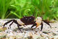 Unterwasserkrabbe "Matano white Claw" - Parathelphusa flavichela