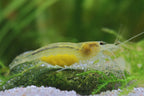 Yellow Amanogarnele - Caridina multidentata
