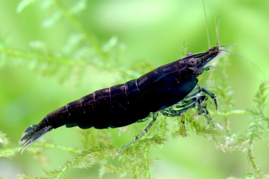 Black Sakura Garnele - Neocaridina davidi