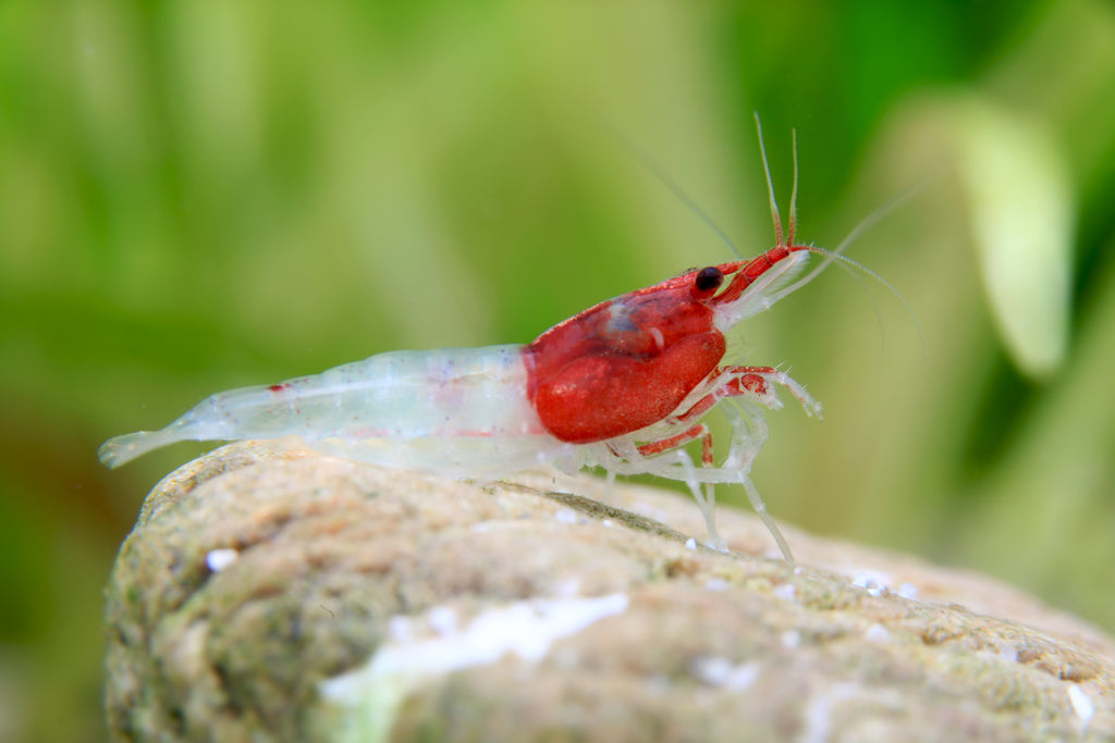 Neocaridina davidi - Zwerggarnele "Red neck"