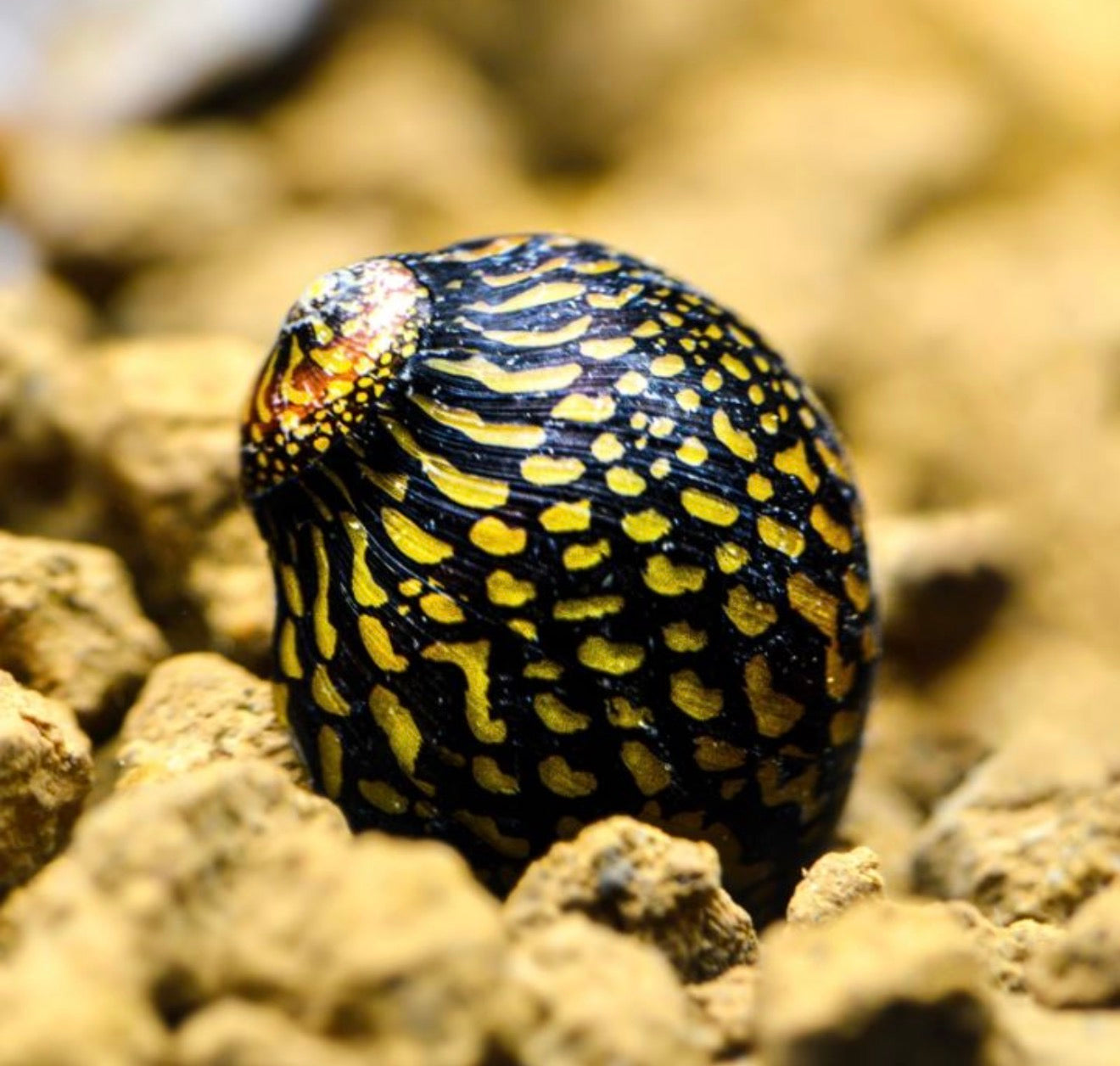 Batik Rennschnecke -  Neritina sp.