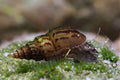 Genoppte Turmdeckelschnecke  -  Mieniplotia scabra