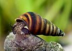 Gestreifte Turmdeckelschnecke - Brotia Manningi