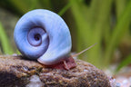 Blaue Posthornschnecke - Planorbella/Planorbis sp. (blau)