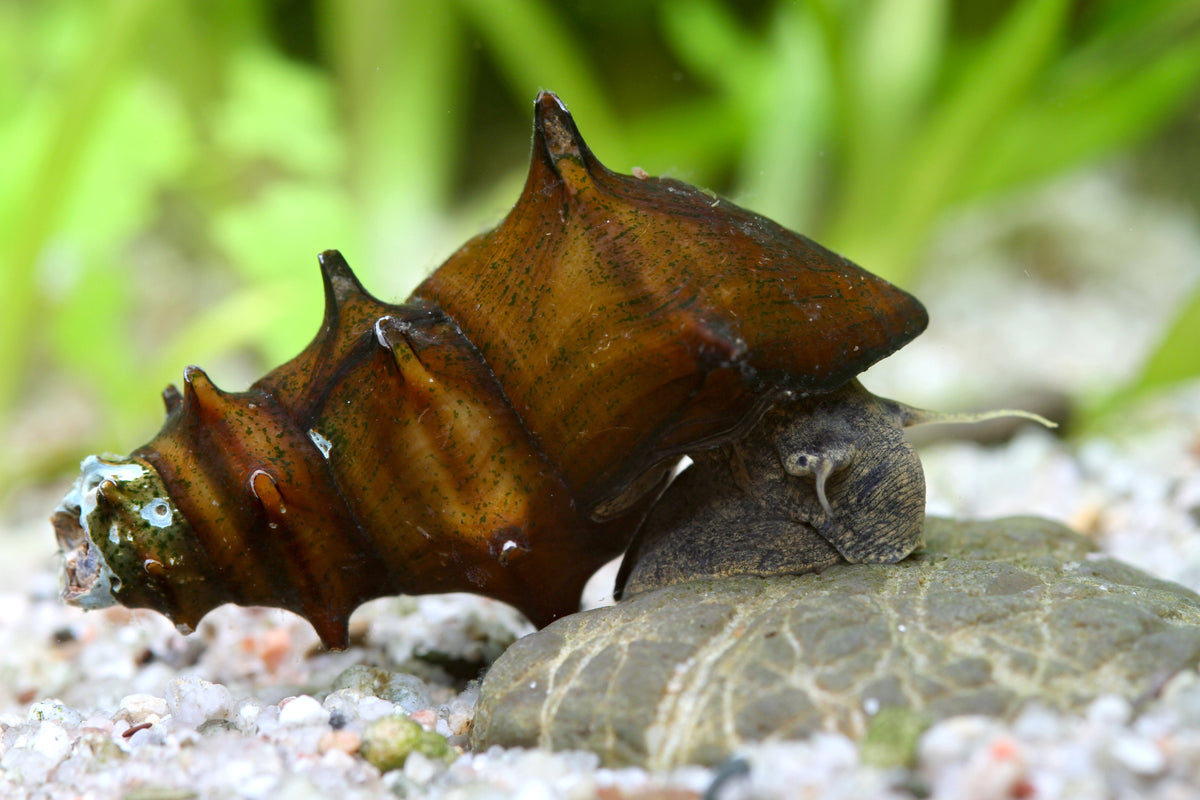 Igelschnecke / Stachelige Turmdeckelschnecke – Brotia pagodula