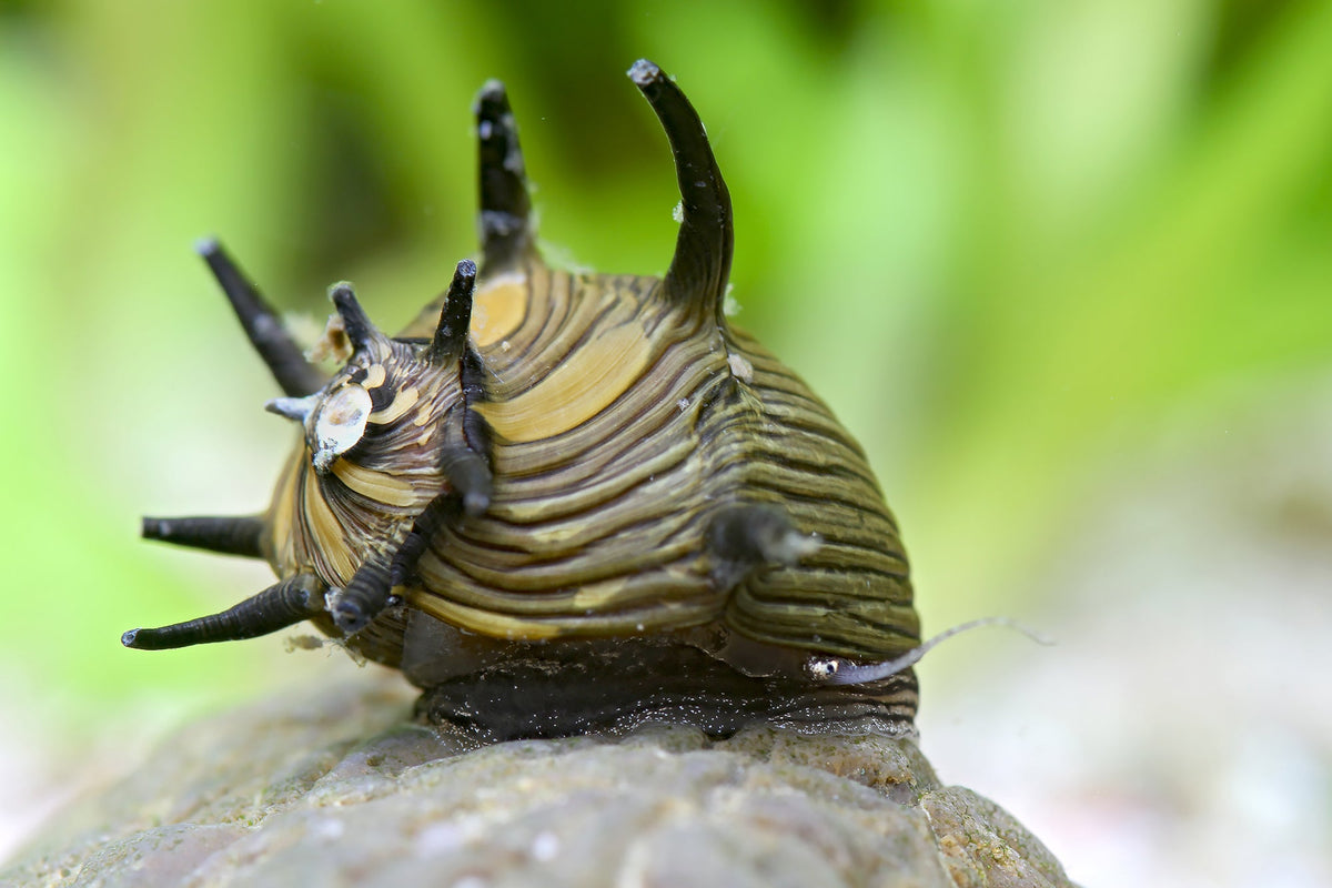 Geweihschnecke Sun Schnecke Fany - Clithon subgranosum