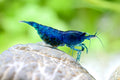 Blue Dream Garnele - Neocaridina davidi