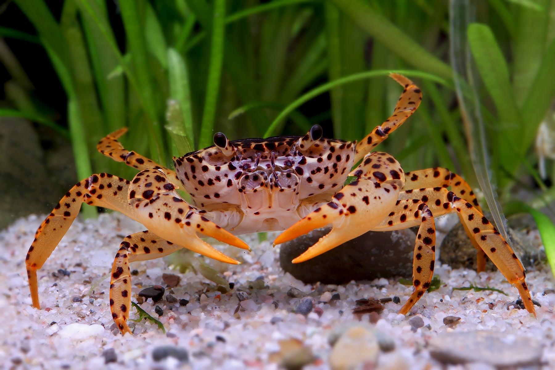 Unterwasserkrabbe "Panther" - Parathelphusa pantherina