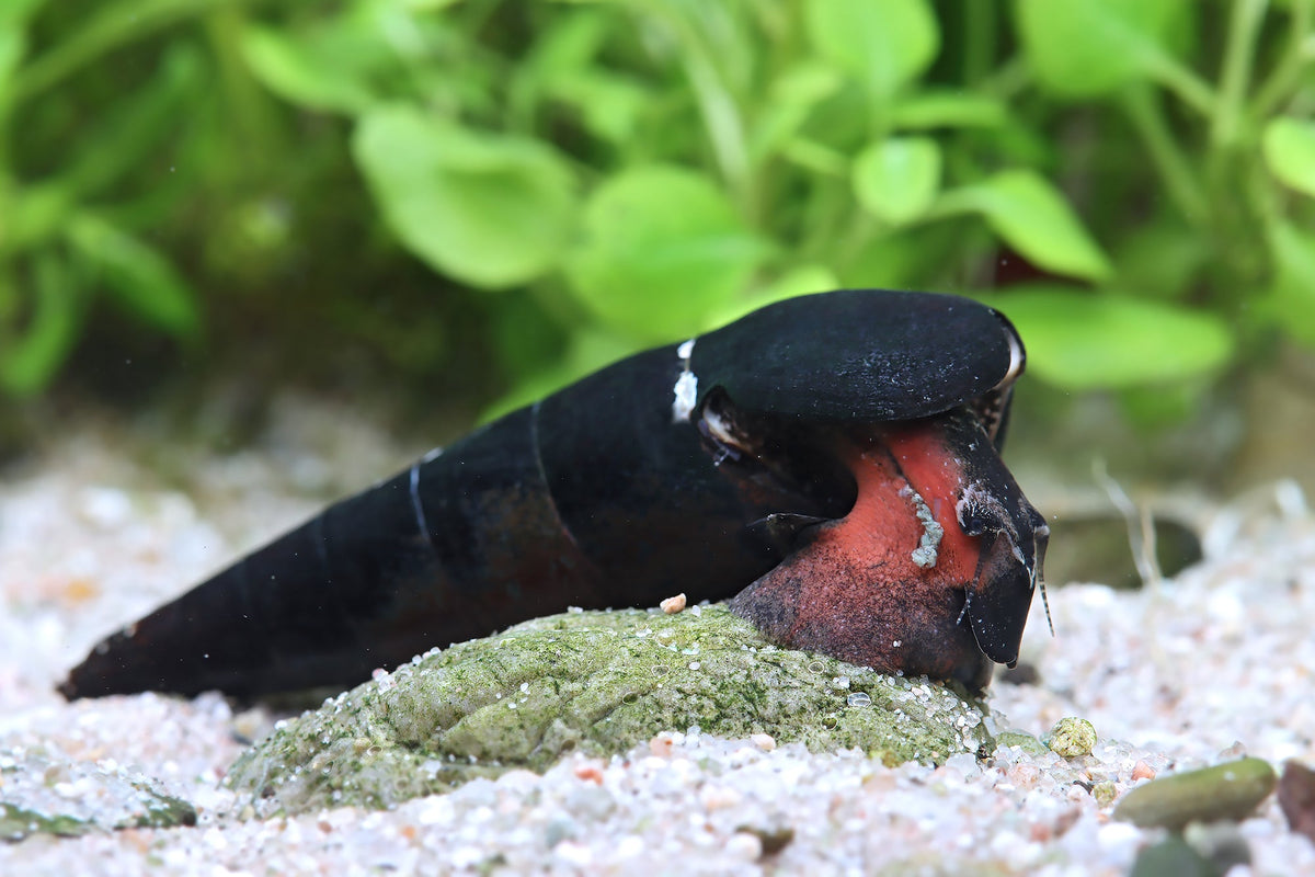 Rote Teufelsdornschnecke – Faunus ater