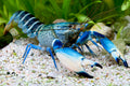 Snakeskin blue Moon - Cherax sp. Blue Moon snakeskin