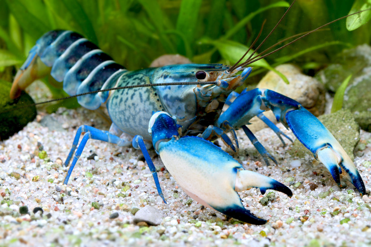 Snakeskin blue Moon - Cherax sp. Blue Moon snakeskin
