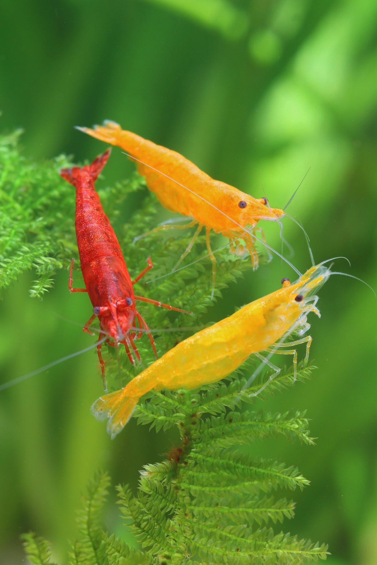 Garnelen Mix Rot / Orange / Gelb – Neocaridina davidi 1 stück