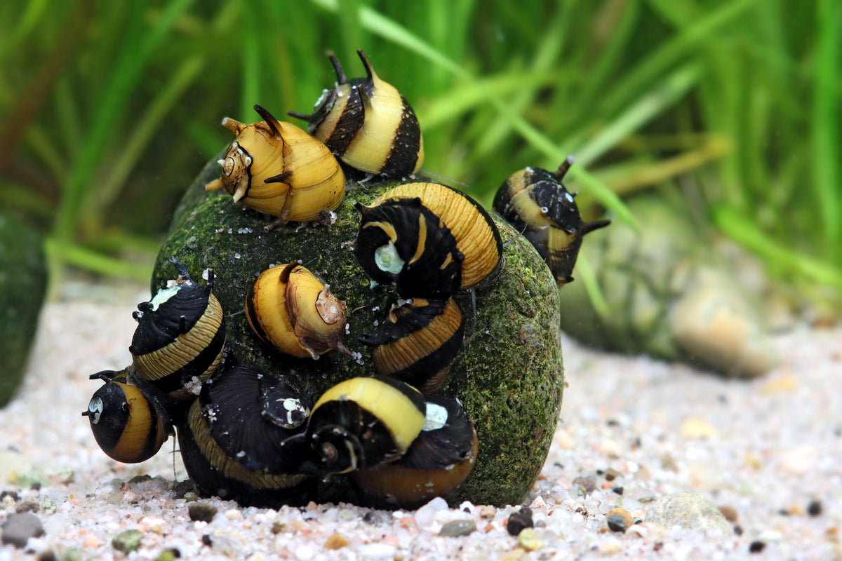 Geweihschnecke Mix 1St.