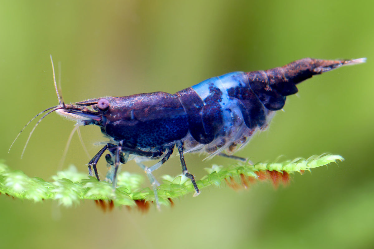 Neocaridina davidi „Blue Black Rili“ | kontrastreiche Zwerggarnele für Aquarium & Nano-Becken