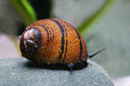 O-Ring Rennschnecke - Neritodryas javanica