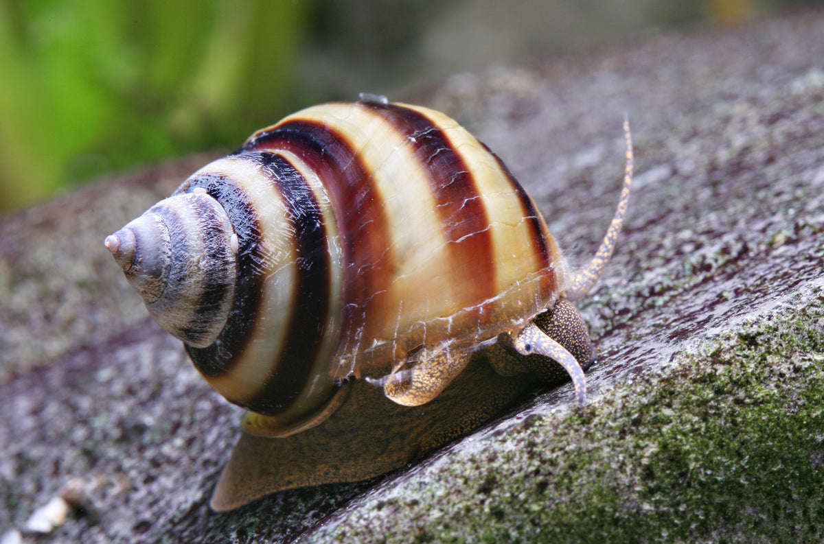 Baby Pianoschnecke - Taia naticoides
