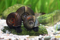Braune Posthornschnecke - Aquarium
