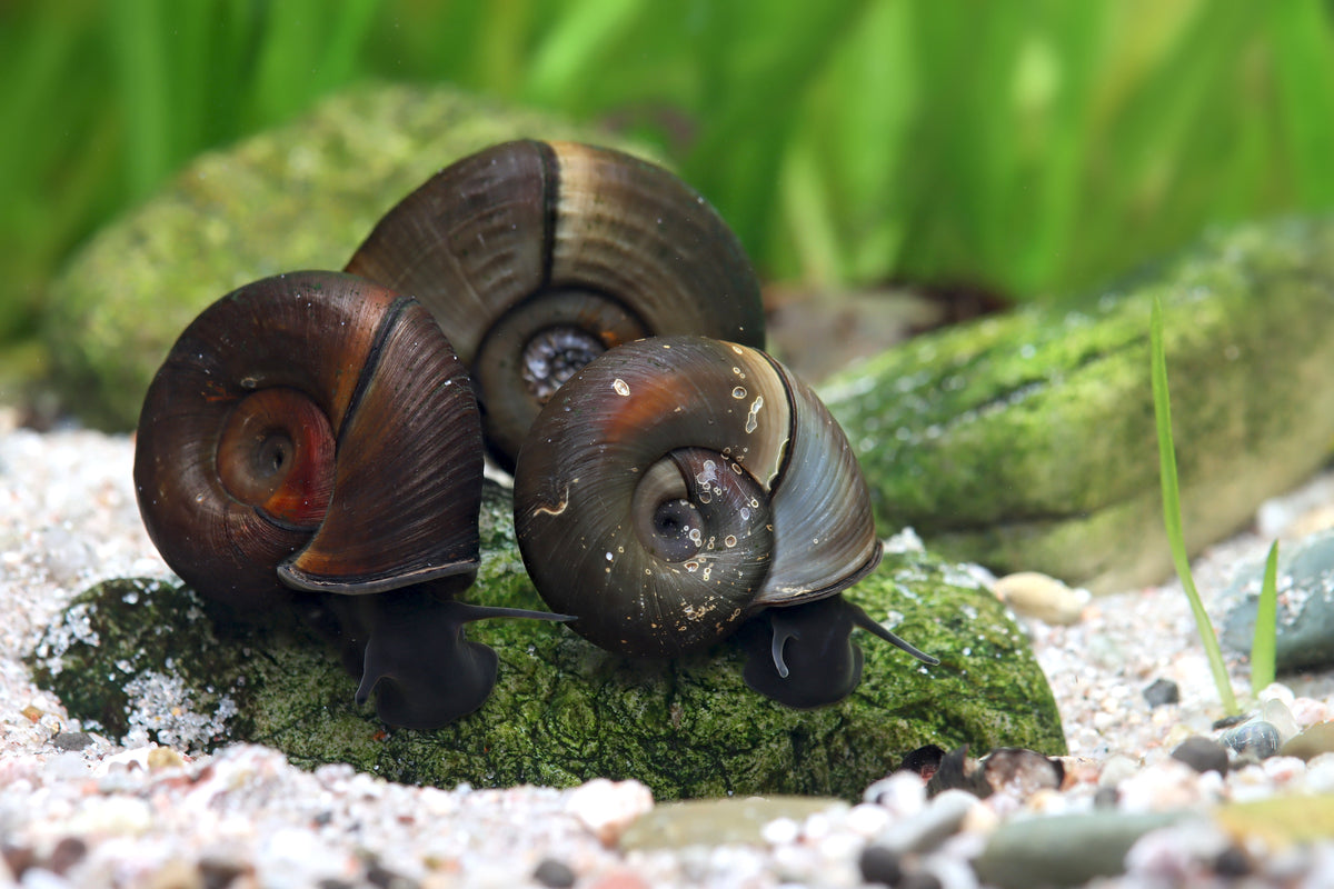 Braune Posthornschnecke - Aquarium