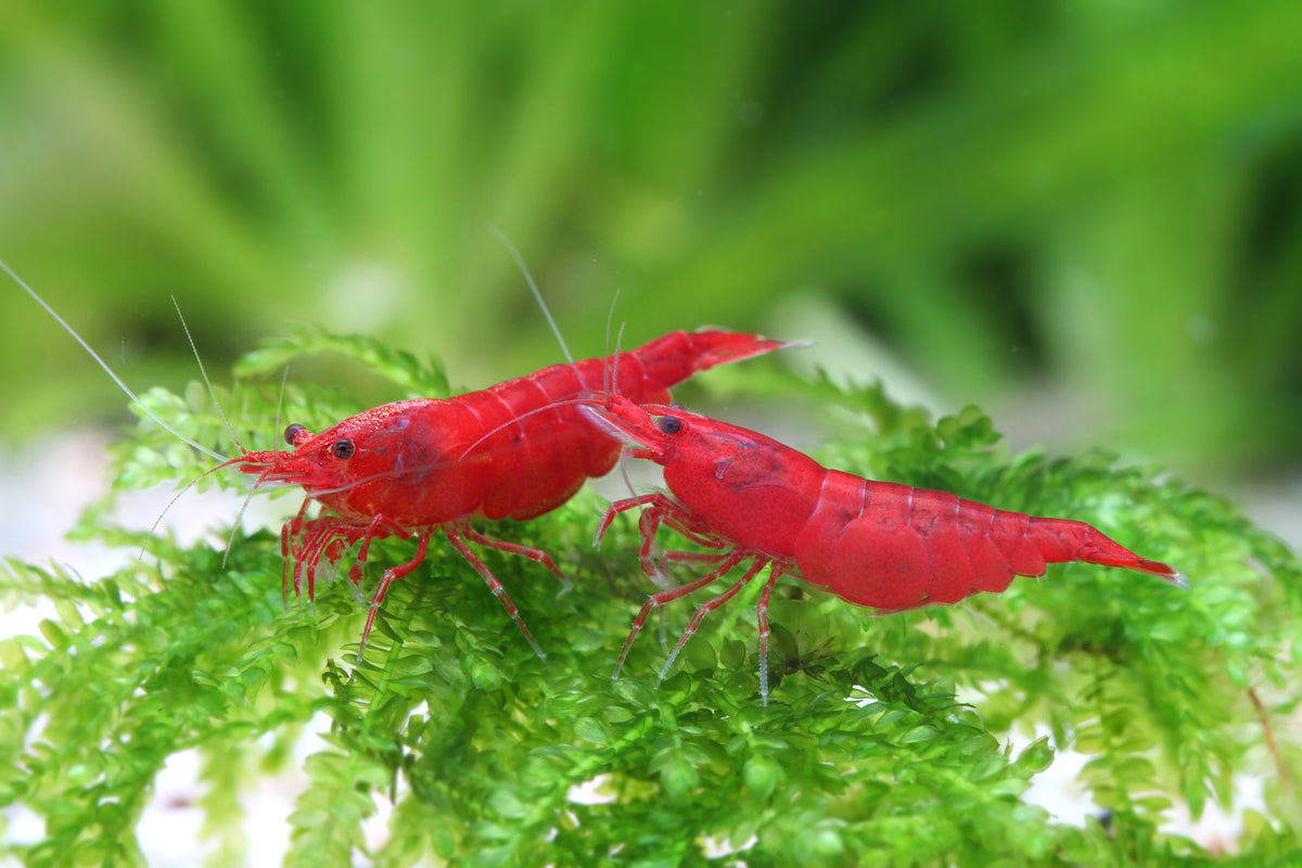 Bloody Mary Garnele - Neocaridina davidi