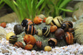 Geweihschnecke Tricolor - Clithon sp.