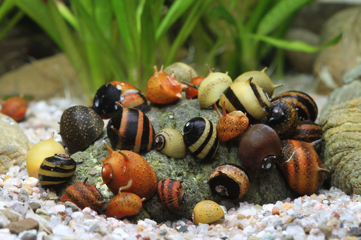 Geweihschnecke Tricolor - Clithon sp.