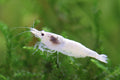 Snowstorm Zwerggarnele - Neocaridina palmata