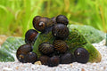 Midnight Lady Schnecke