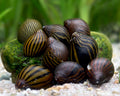 Zebra Rennschnecke - Mix 5 Stück