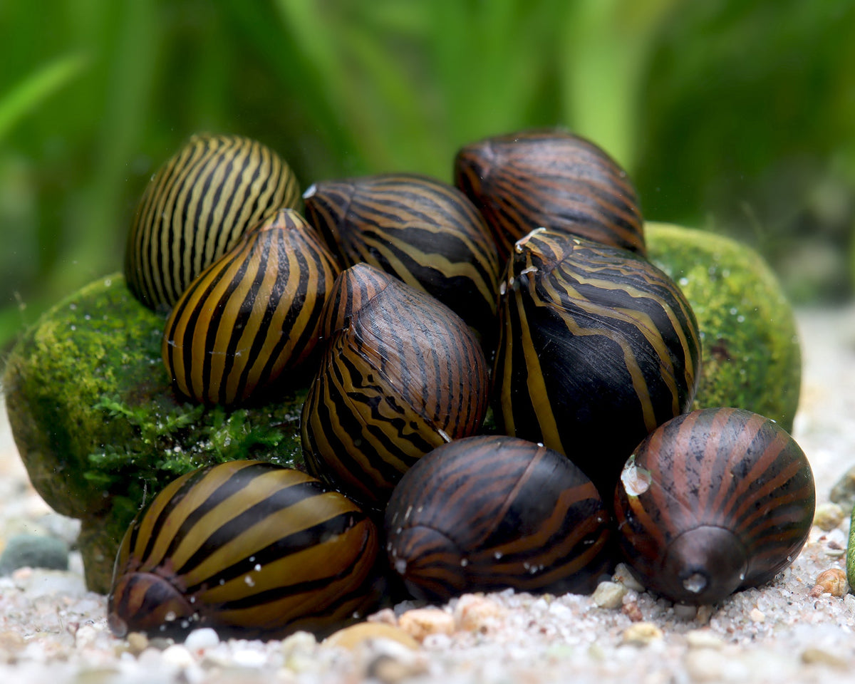Zebra Rennschnecke - Mix 5 Stück
